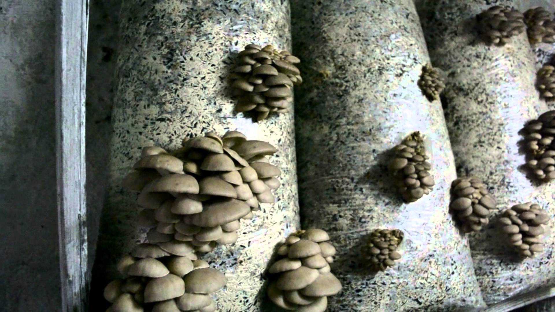 Сколько растут вешенки в мешках и когда появляются грибы