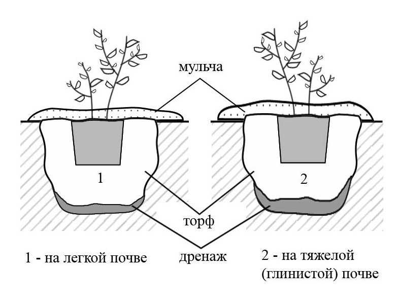 Как вырастить голубику из ягоды