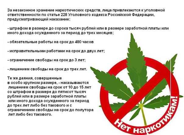 Цветок мак: посадка и уход в открытом грунте, правила выращивания