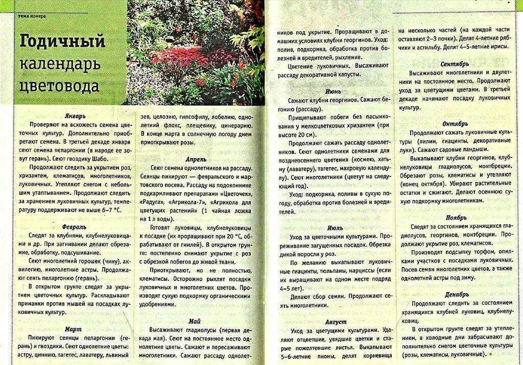 Вот что надо делать чтобы пышно и красиво цвели георгины