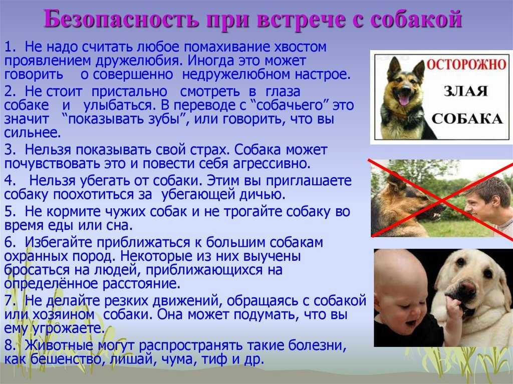 Как избавиться от собаки? как избавиться от бездомных собак?