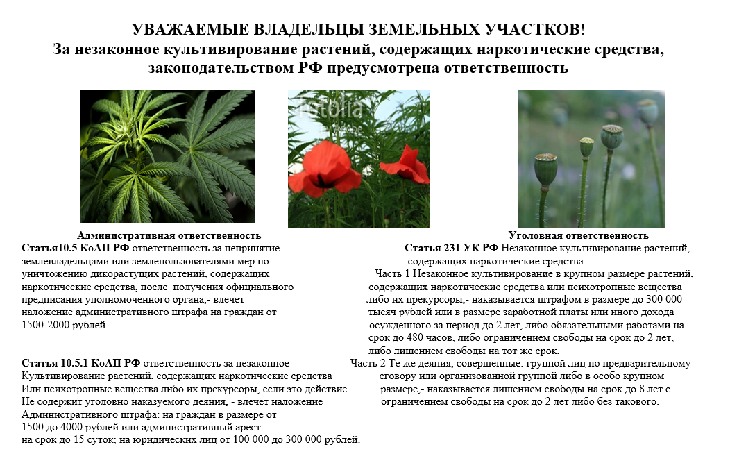 Какой мак можно выращивать на даче?
