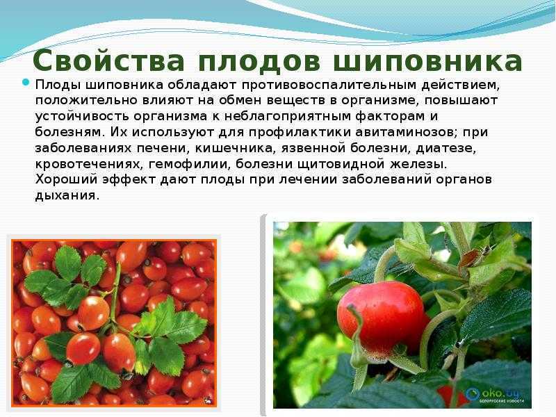 Доклад сообщение на тему шиповник (описание для детей)