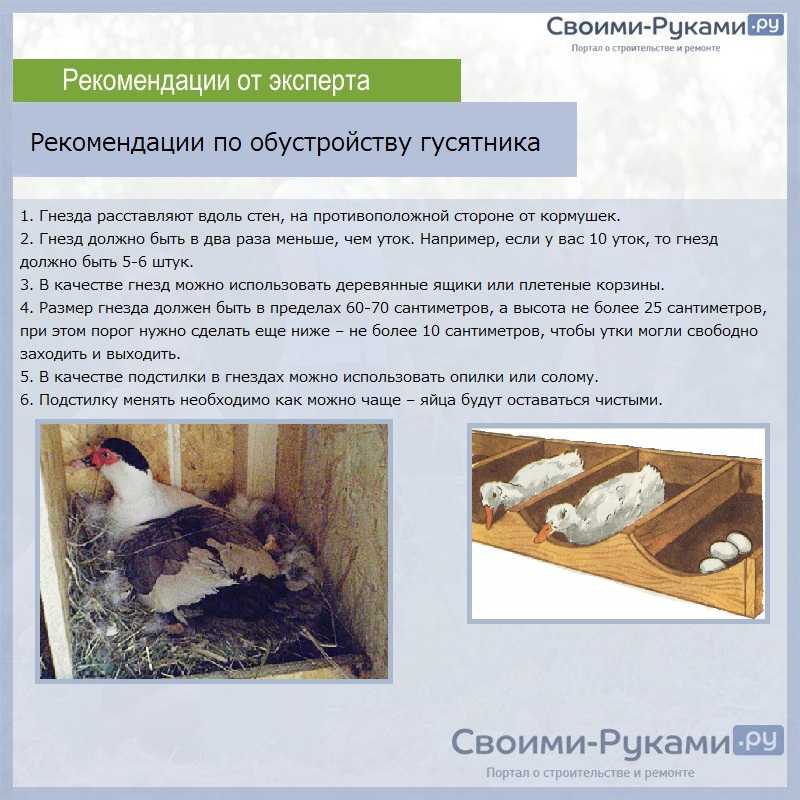 Утки муларды: выращивание в домашних условиях, кормление, отзывы