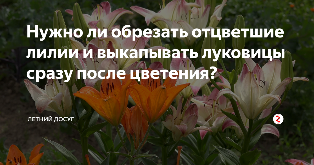Уход за лилиями после цветения — ботаничка