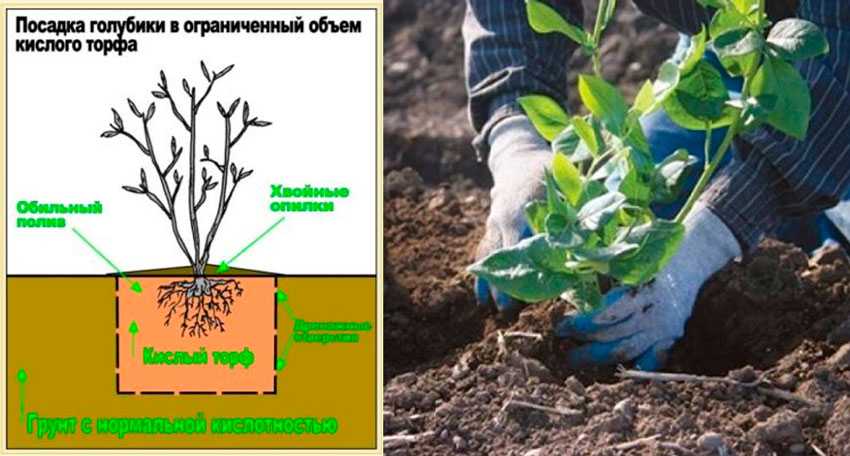 Летние подкормки плодовых садов и ягодников — ботаничка