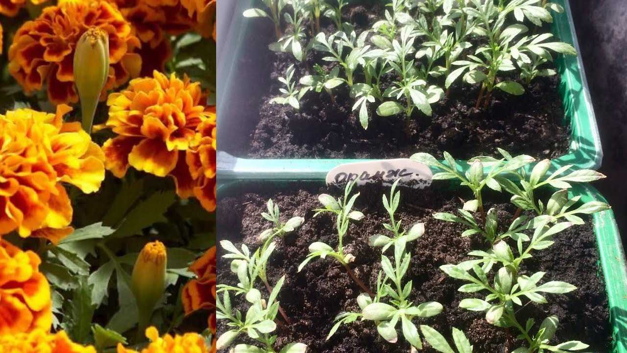 Как ухаживать за анютиными глазками?