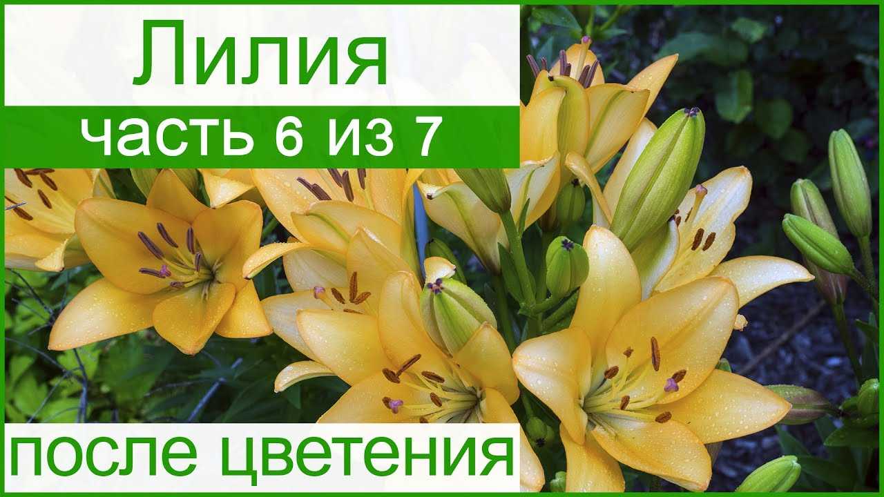 Выращивание лилий дома в горшках: посадка и уход пошагово с фото