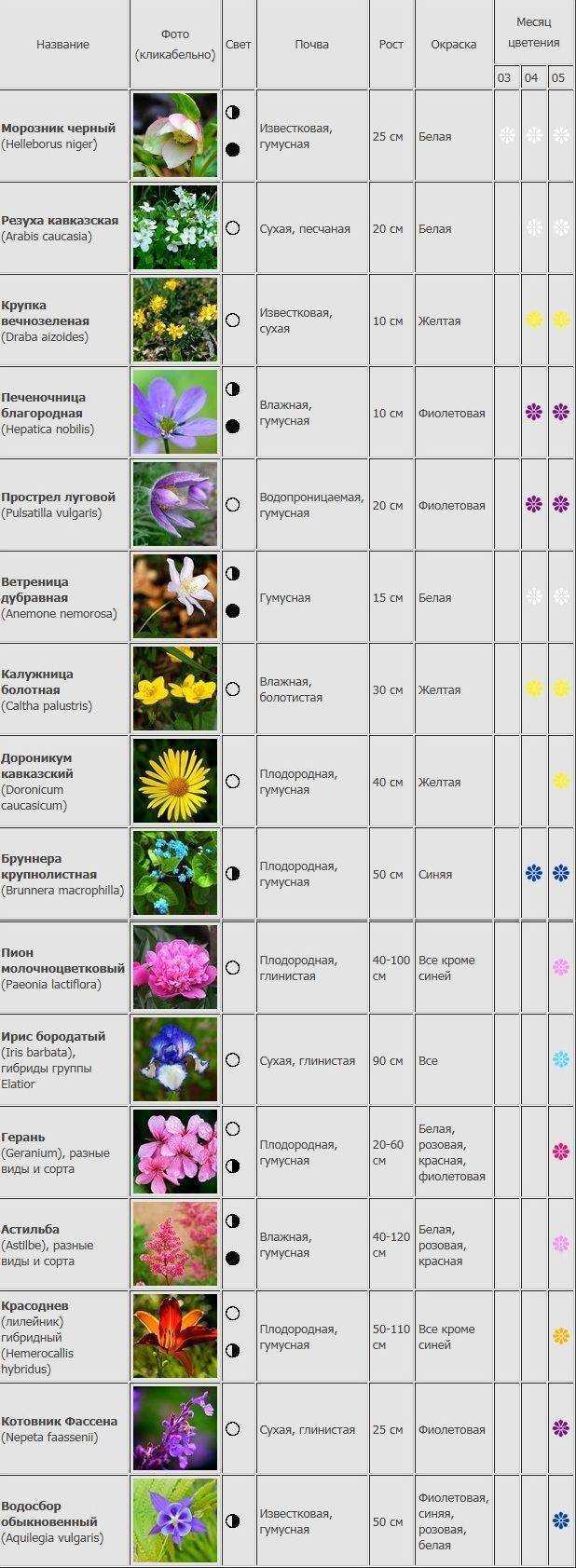 Георгины многолетние посадка и уход весной, после зимы в грунт