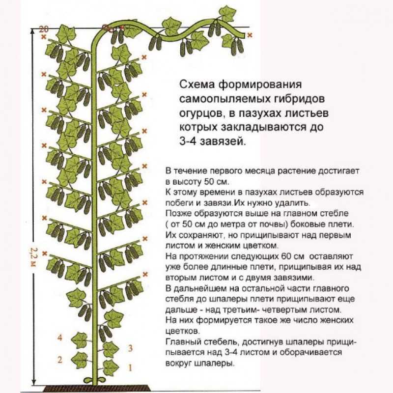 Выращивание огурцов в бочке (описание, видео, фото)