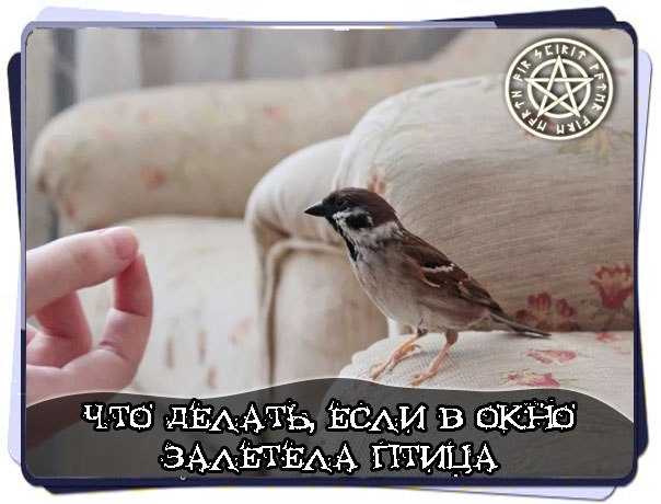 Птица попала в трубу газовой колонки