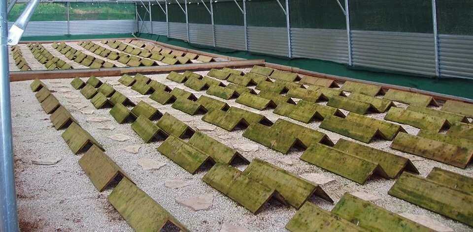 Разведение улиток как бизнес: пошаговый гид по выращиванию и реализации