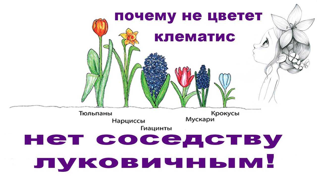 Уход за клематисом в открытом грунте с ранней весны до осени