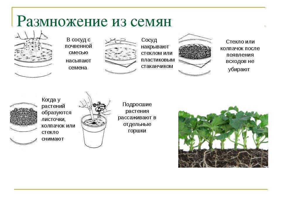 ✅ как посадить можжевельник из леса. можжевельник лесной: фото, посадка и уход - живой-сад.рф