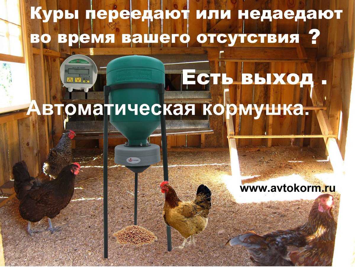 Дезинфекция курятника в домашних условиях: чем и как обработать?