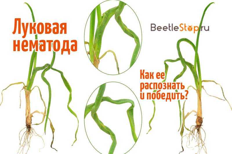 Вредитель нематода – борьба, виды нематоды и препараты от вредителя