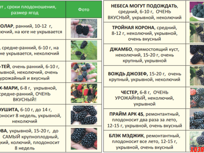 Чем подкормить ежевику во время цветения и плодоношения для большого урожая: весной, летом и осенью
