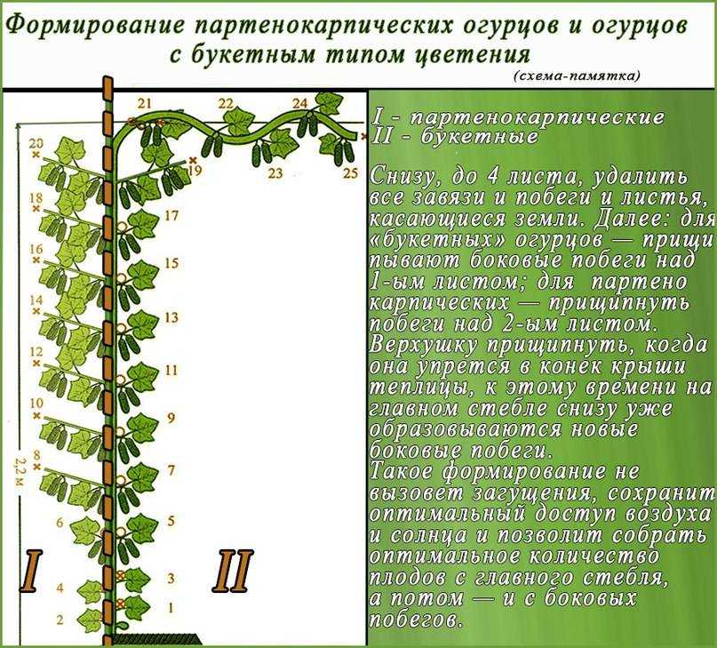 Помидоры в бочке: выращивание пошагово, фото, отзывы, минусы и плюсы