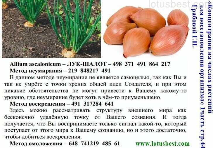 Лук шалот – фото, выращивание, посадка и сорта. обсуждение на liveinternet