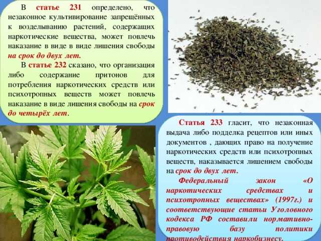 ✅ отличие опиумного мака от простого. как отличить мак декоративный от опиумного - cvetochki-ulyanovsk.ru