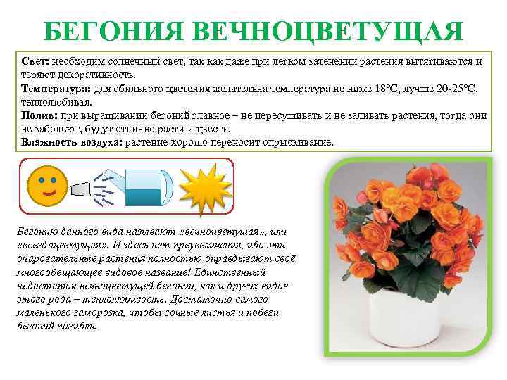 Бегония – пышно и ярко цветущее растение с декоративными листьями несимметричной формы, родиной которого считаются тропические леса