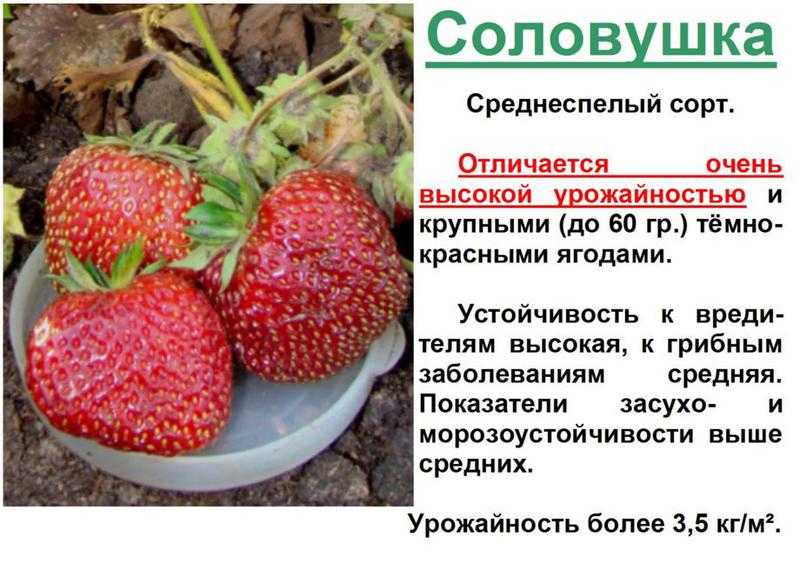Клубника на окне