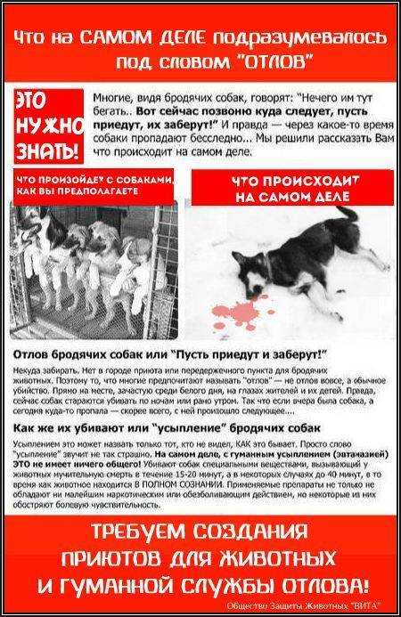 Как избавиться от бездомных собак во дворе и на даче