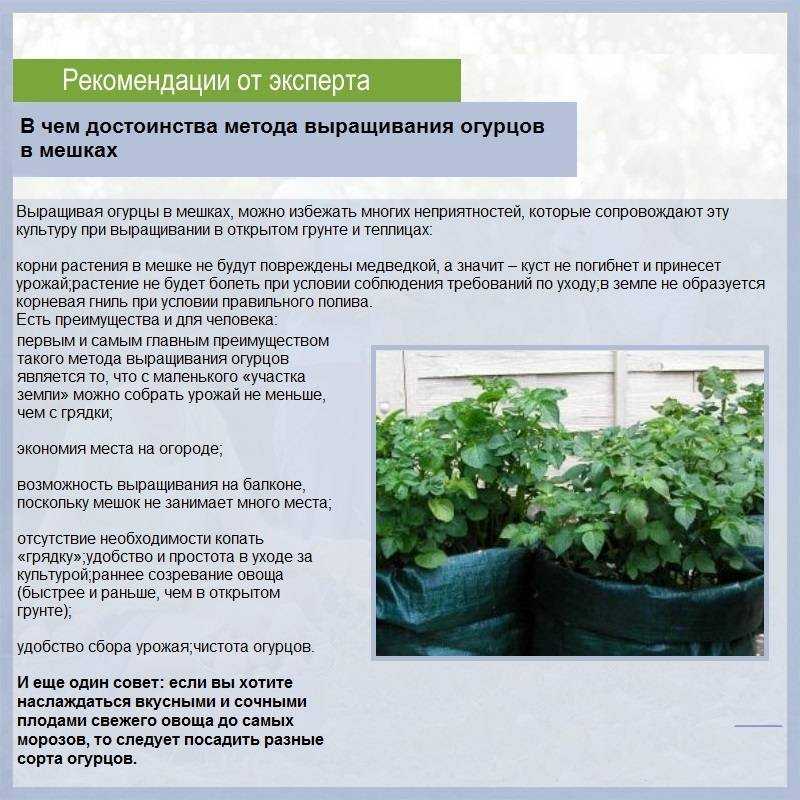 Выращивание огурцов в бочке станет украшением вашего участка