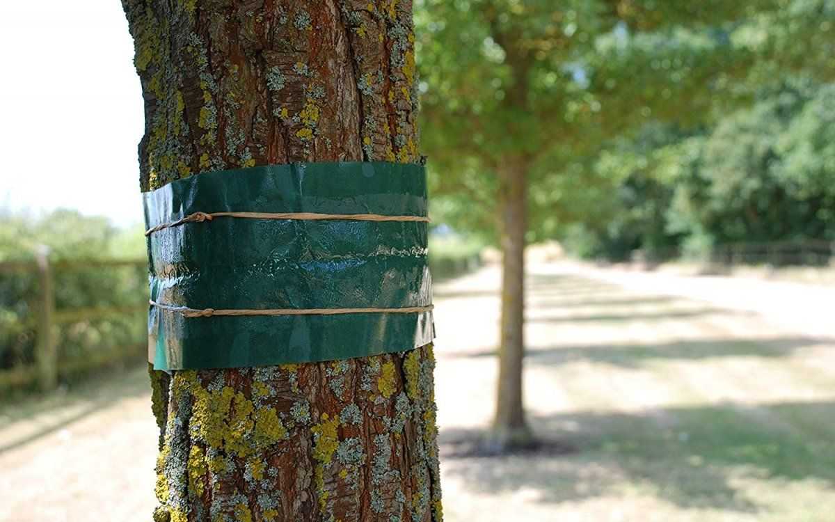 Как сделать ловчие пояса на плодовые деревья самостоятельно: воронка, липкая и ядовитая ловушка