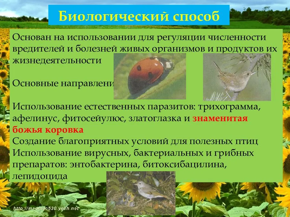 Не потерять урожай. подробно о народных средствах защиты растений
