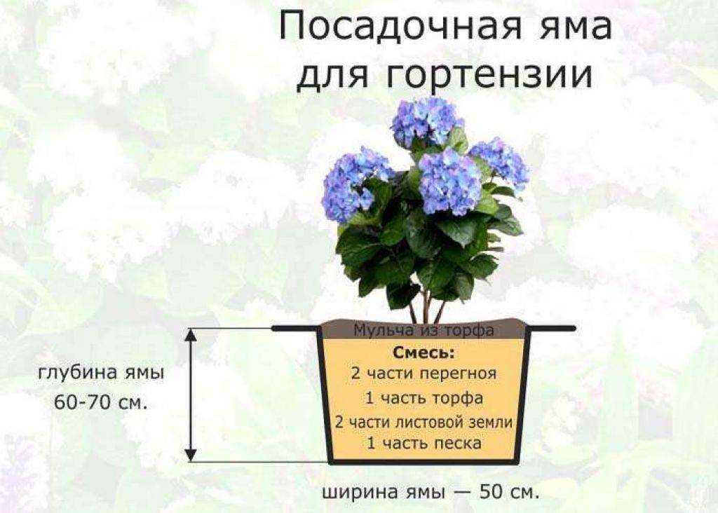 Можжевельник лесной - садоводство для начинающих
