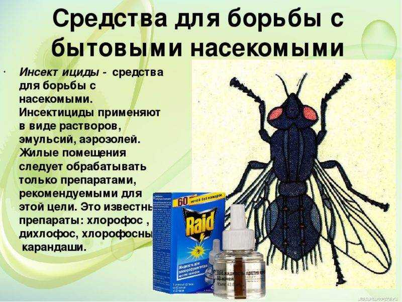 Дезинсекция - уничтожение насекомых (методы, виды и способы)