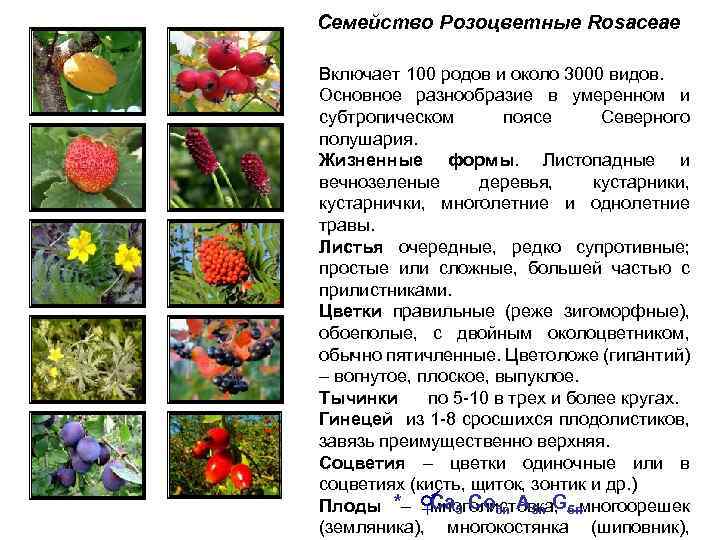 Чем полезен шиповник: свойства, рецепты