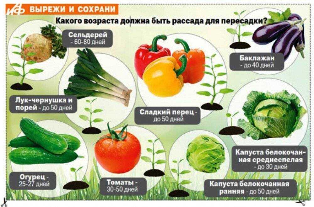 Как собрать землю в лесу