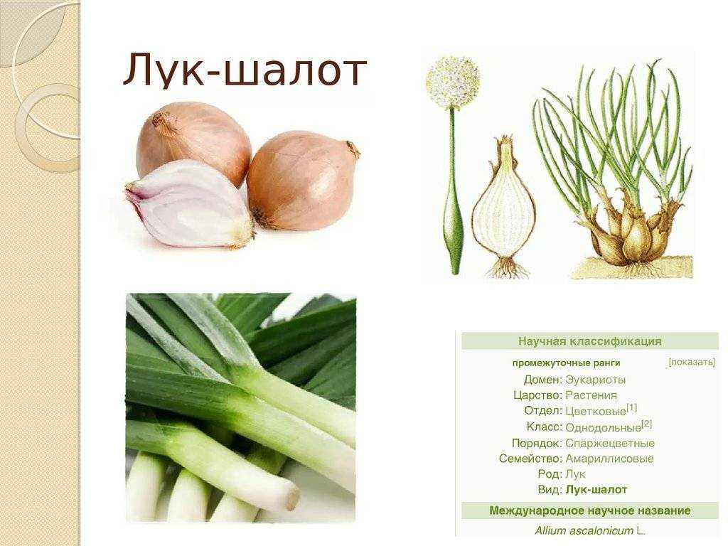 Выращивание и размножение лука семейного