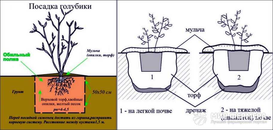 Голубика на садовом участке. описание, сорта, выращивание. посадка и уход. фото — ботаничка