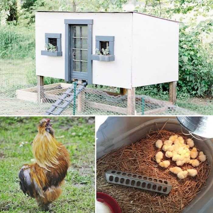 Автоматика для курятника своими руками схемы