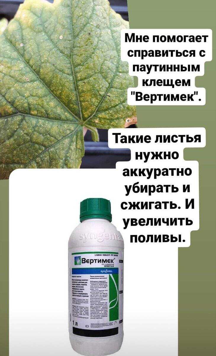 Паутинный клещ на огурцах и растениях в теплице и открытом грунте, является одним из самых опасных вредителей Он имеет устойчивость к химикатам