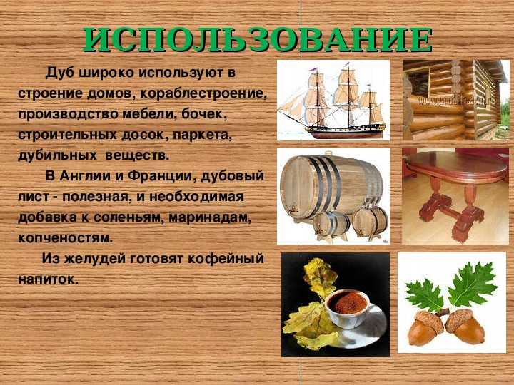 Породы древесины. дуб | столярный совет.