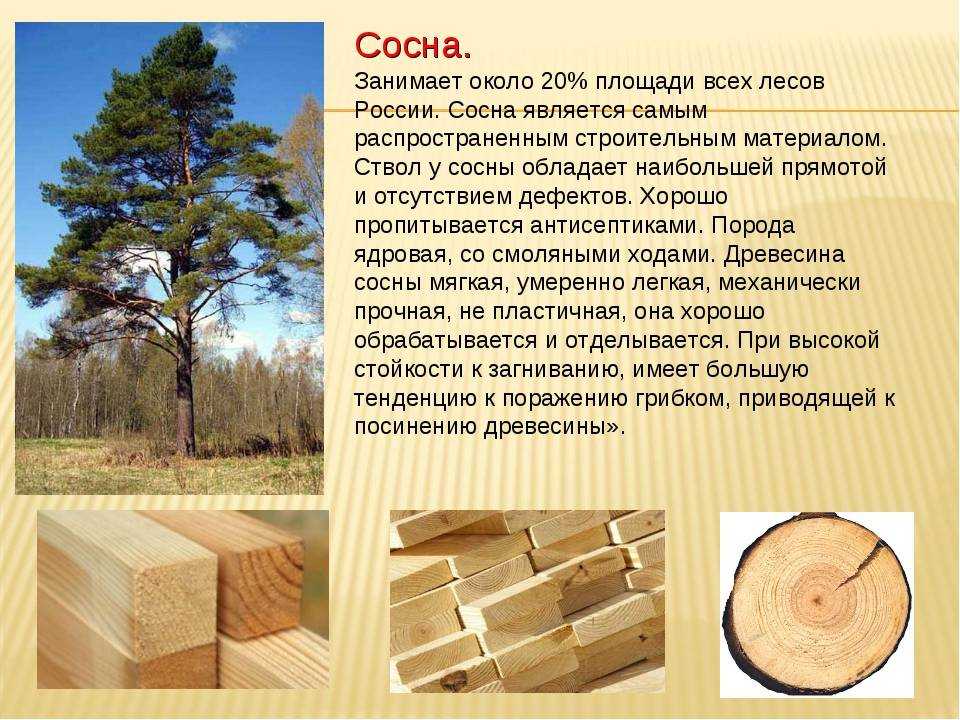 Древесина дуба: советы основные принципы в работе