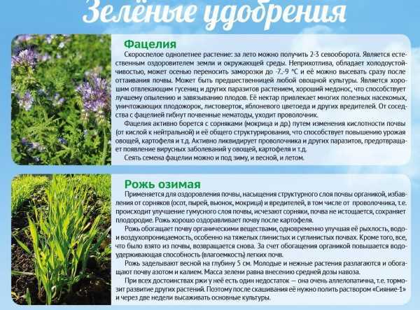Законные способы борьбы с соседским участком, который зарос бурьяном