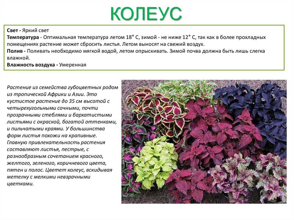 Колеус: фото, виды, особенности выращивания. колеусы в ландшафтном дизайне