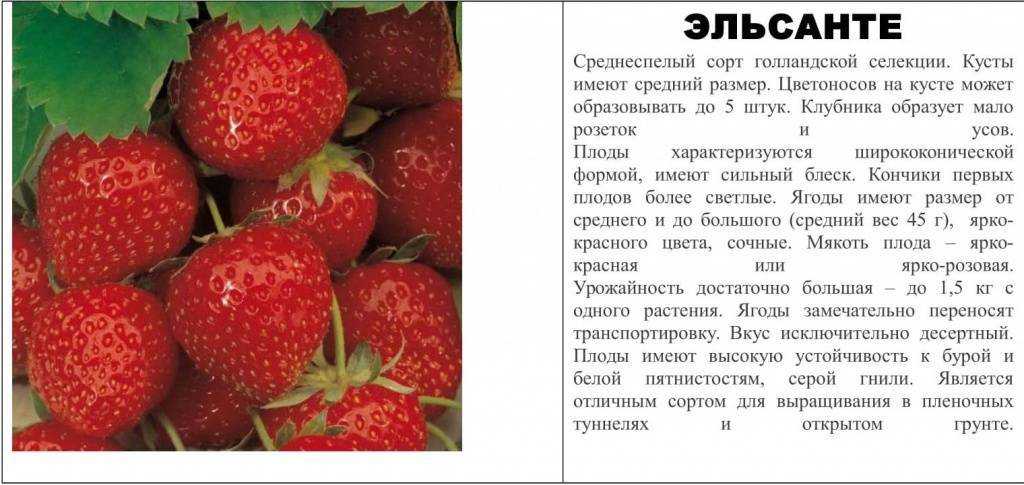 Выращивание клубники в горшках на подоконнике круглый год