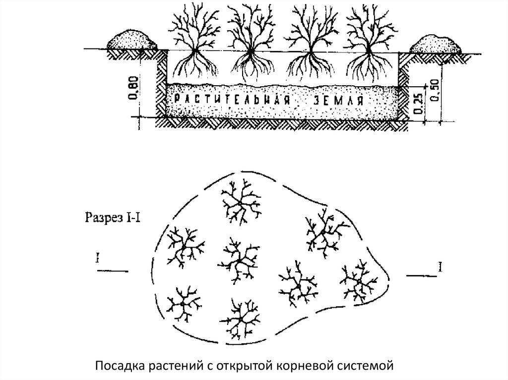 Пересадка можжевельника