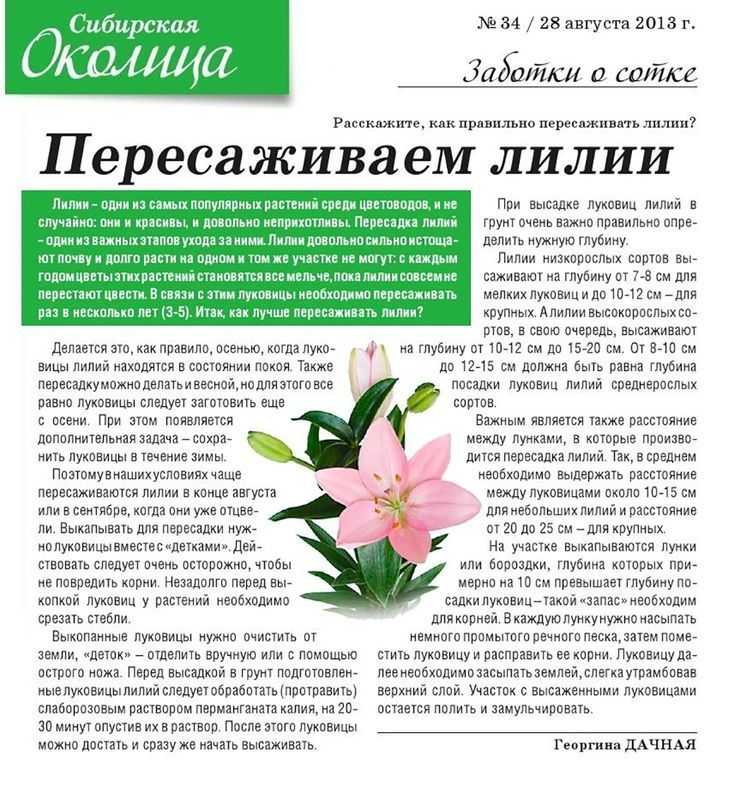 Когда и как пересаживать лилии на другое место: осенью после цветения или весной