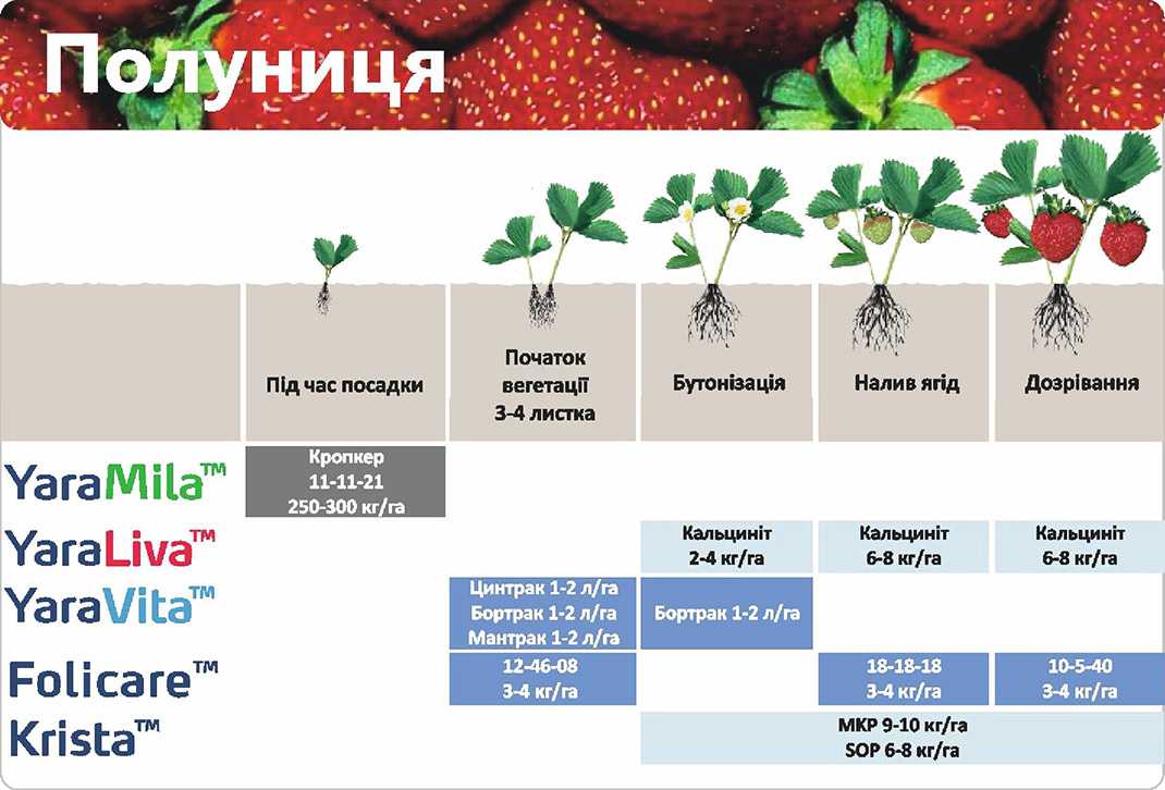 Ремонтантная клубника: выращивание и уход дома разными способами
ремонтантная клубника: выращивание и уход дома разными способами