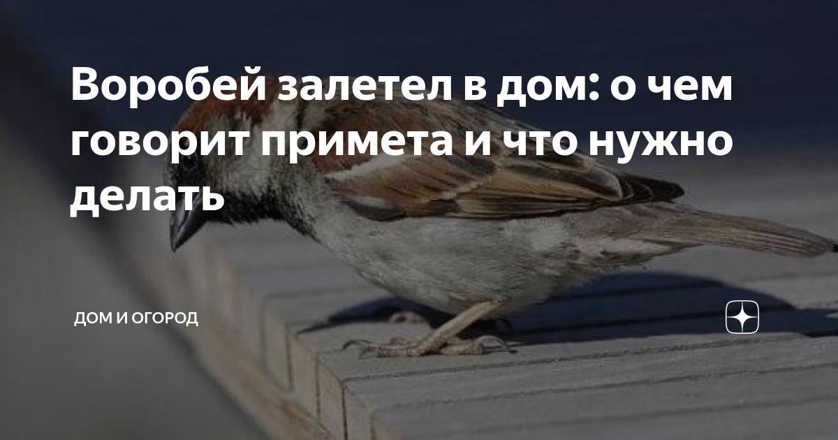 Как достать птицу из вентиляции в квартире что делать