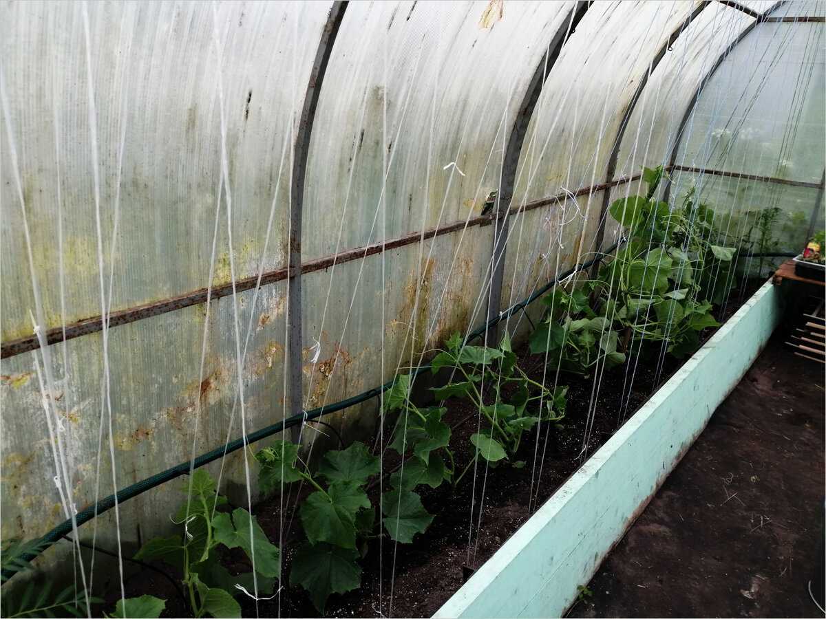Нужно ли подвязывать огурцы в открытом грунте и как это делать