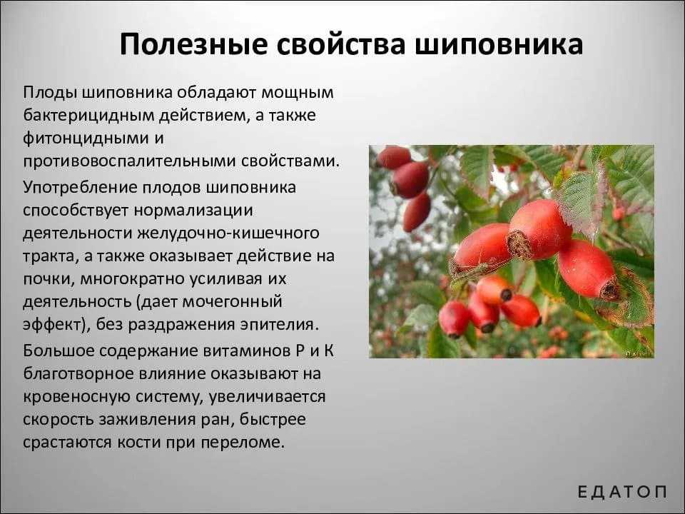 Шиповник махровый - красивое "украшение" для сада