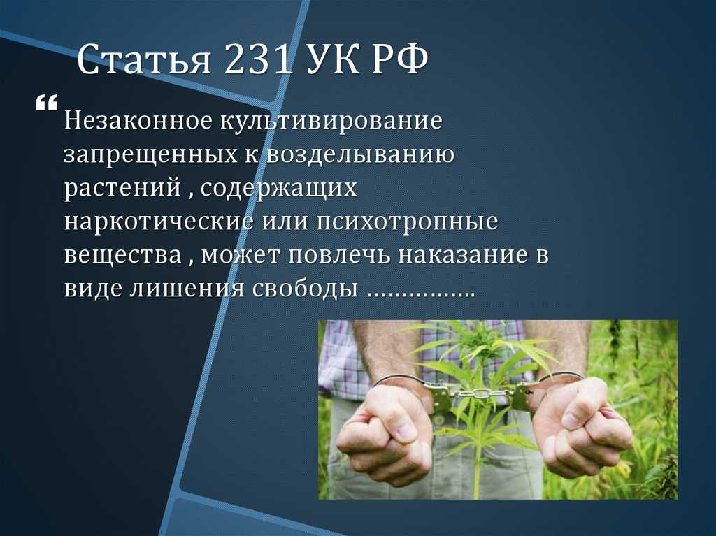 Почему запрещено выращивать мак - обзортека